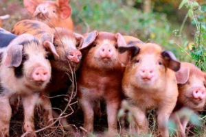 Свиня - вид і фотографії Свиня - вид і фотографії